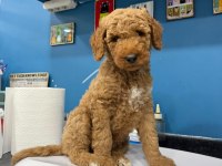 DEV POODLE ERKEK