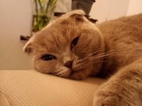 Ücretsiz sahiplendirme scottish fold kedimiz