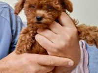 2 Aylık Toy Poodle