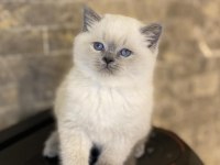 Baby Face Brıtısh Shorthair Blue Point Yavrularım