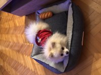 Dünyanın en enerjik ve sevecen köpeği Leo