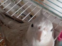 Ele alışık pied grey lutino sultan yavrular yeme düştü