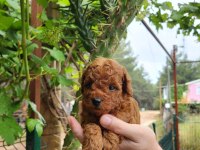 A kalite toy poodle yavrularımız
