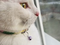 ANKARA KEDİSİ