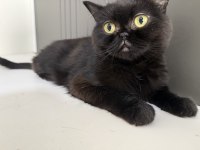 British Shorthair Kedisi
