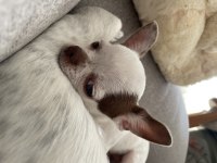 5 aylık oyuncu chihuahua