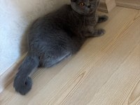 On iki şubat british shorthair