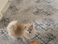 Erkek Pomeranian Tuvalet Eğitimi Var 1 Yaşında