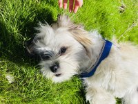 Acil köpeğimiz