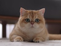 Şecereli Safkan British Shorthair Ny11 Erkek Yavru