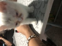 İran ile bristh kırması
