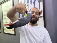 200 KELİME KONUŞAN GEVEZE JAKO PAPAĞANI