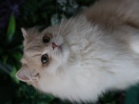 British longhair erkek 9 aylık
