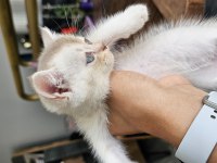 Scottish Fold (erkek) 29.04.2024 Doğumlu