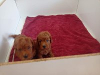 Red brown erkek toy poodle yavrularımız