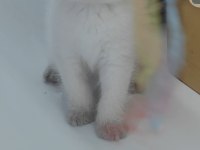 British shorthair kedisi