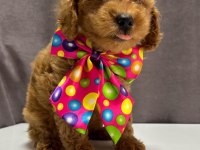 TOY POODLE 1 DİŞİ VE 1 ERKEK