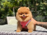 Show kalite pomeranian bebeklerim