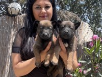 Safkan üst kalite aşılı malinois yavrularım