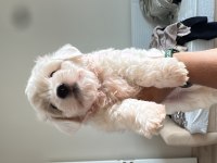 Köpeğimize iyi bir yuva arıyoruz