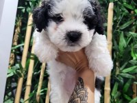 ORJİNAL MALTESE TERRİER BEBEKLER