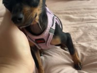 Pinscher Sıfır Numara (Tea Cup 3 Aylık Dişi)