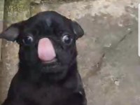 ORJİNAL SIFIR BURUN VE KUYRUK DİŞİ VE ERKEK PUG