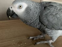 JAKO EL BESLEME YAVRU İNSANA ALIŞKIN EĞİTİMLİ