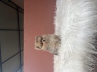 Pomeranian boo 70 günlük