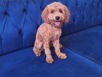 6 Aylık Red Toy Poodle Kızımız
