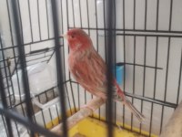Kırmızı pastel izabel erkek kanarya