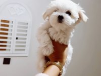 Orjınal maltese dişi terrier