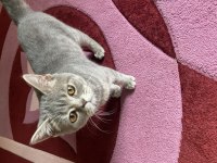 British shorthair 7 aylık