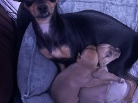 2 aylık pinscher
