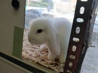 HOLLANDA LOP 2 ERKEK 1 DİŞİ TAVŞAN