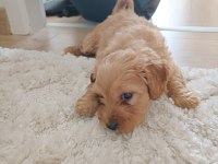 Pufy (maltipoo) kızımız yuvasını arıyor