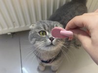 ÜCRETSİZ SAHİPLENDİRME SCOTTİSH FOLD KEDİSİ