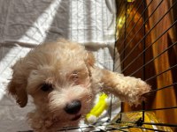 2 aylık erkek maltipoo
