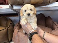 Maltipoo Babyface Yavrularımız