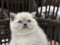 British Shorthair Güzelliği