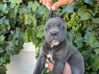 CANE CORSO YAVRULARIMIZ