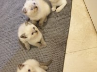 Scottish fold 2.5 aylık yavrumuz