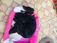 Doberman avrupan