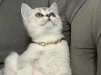 British Shorthair Kızımız