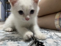 british shorthair yavrumuz