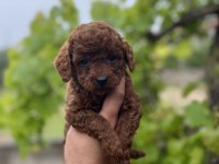 Toy poodle yavrular