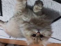 BEHLÜL KEDİMİZE YENİ YUVA ARIYORUZ