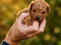 Çook Tatlı Poodle Yavrular