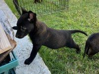 Safkan Malinois Yavrularımız