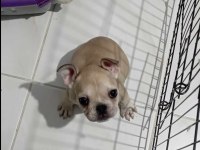 Renk Ve Anatomi Güzeli Exotic French Bulldog Yavrular